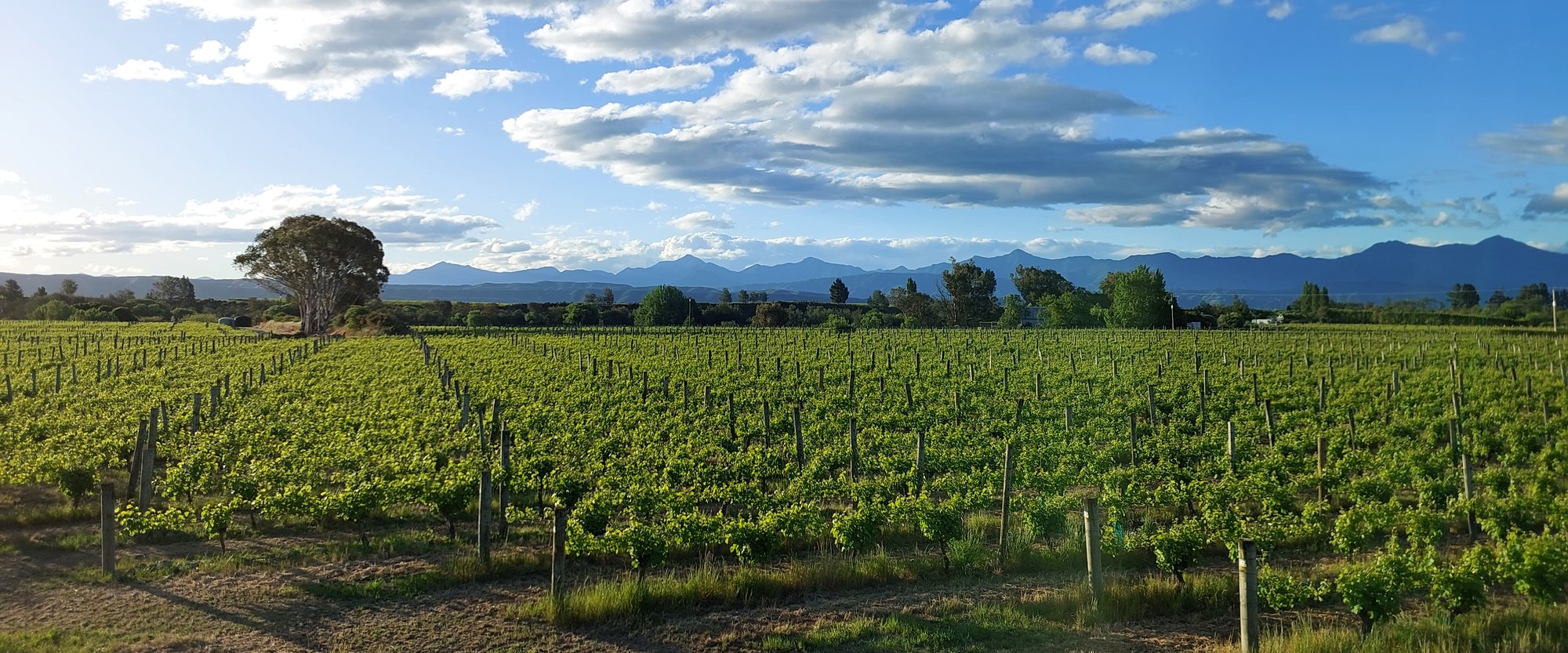 Un vignoble en pleine feuille, les rangs filant vers des montagnes lointaines sous un vaste ciel