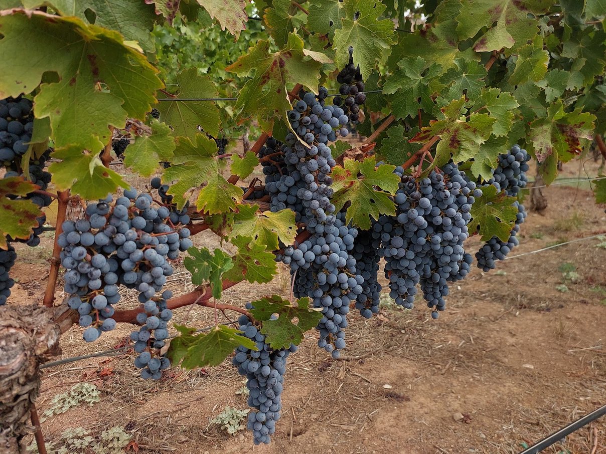 Grappes de raisin noir mûres suspendues à un cep en pleine feuille, quelques semaines avant les vendanges