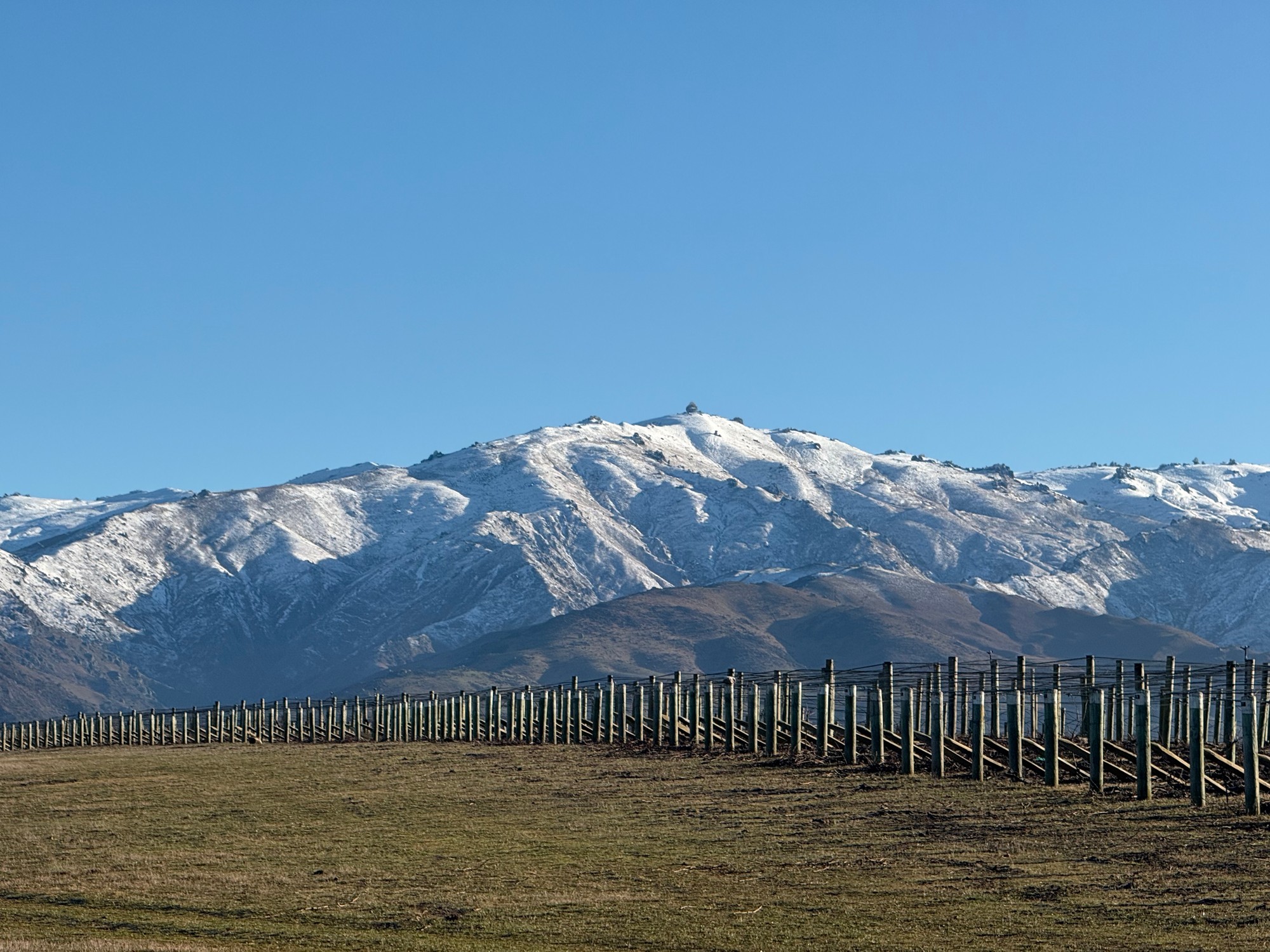 Rows of bare winter vines and their posts beneath snow-covered mountains, under a clear blue sky