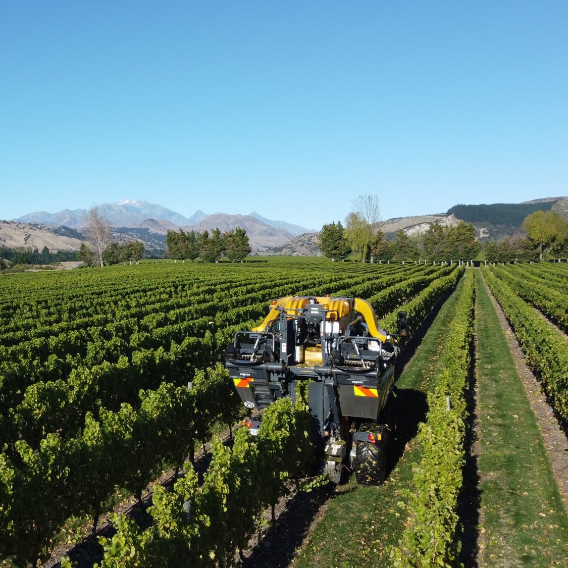 Una vendemmiatrice Pellenc gialla al lavoro tra filari di viti verdi sotto un cielo azzurro limpido, con colline aride e una montagna innevata sullo sfondo