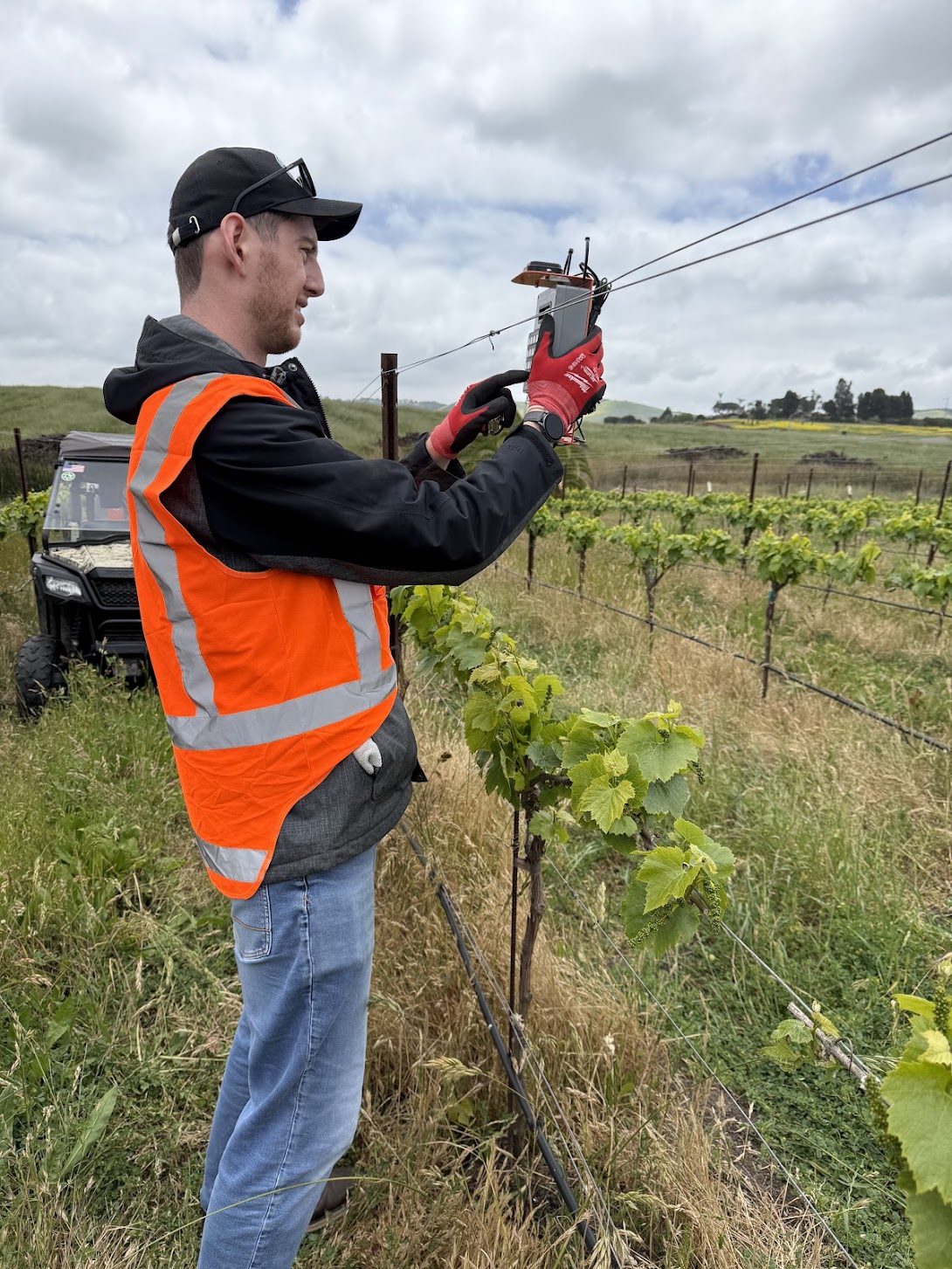 A Cropsy engineer in a hi-vis vest working at the fruiting wire in a summer vineyard